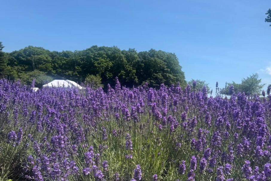 北海道に２泊３日で社員旅行へ行ってきました！